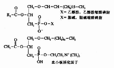 (一)分类及生理功能