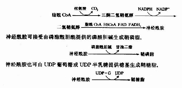 鞘磷脂的合成