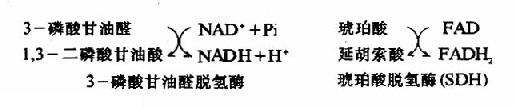 一、生物氧化酶类