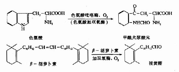 一、生物氧化酶类