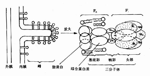 动物拜月的原理_资料分享 高考生物必考16 个实验原理大解析, 好资料一份就够了(3)