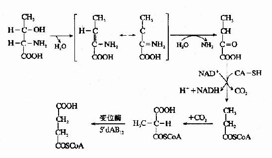 一、氨基酸的脱氨基作用