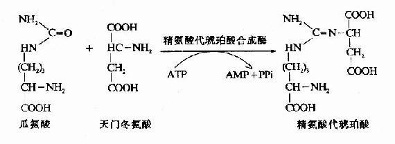 精氨酸代琥珀酸(Argininosuccinate)的合成