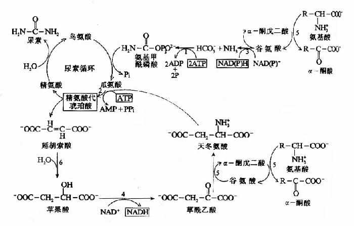 shengwuhuaxueyufenzishengwuxue303.jpg