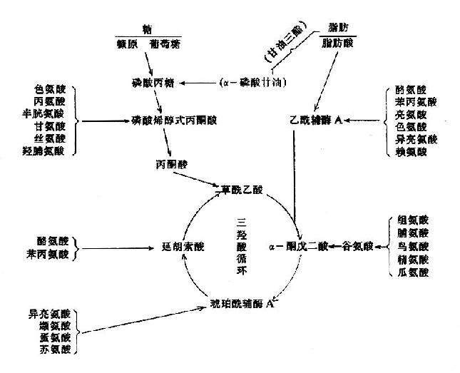 氨基酸与糖、脂肪的关系