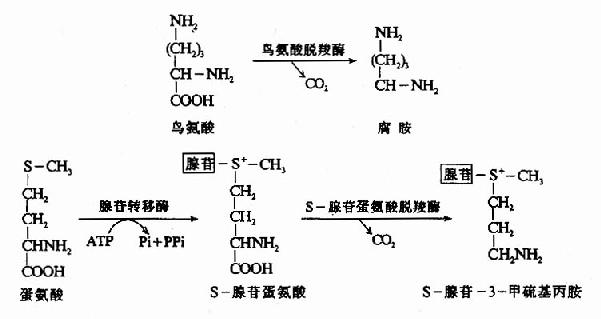 多胺的生成