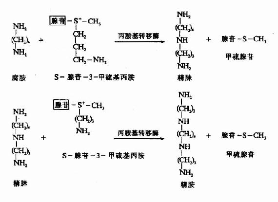 多胺的生成