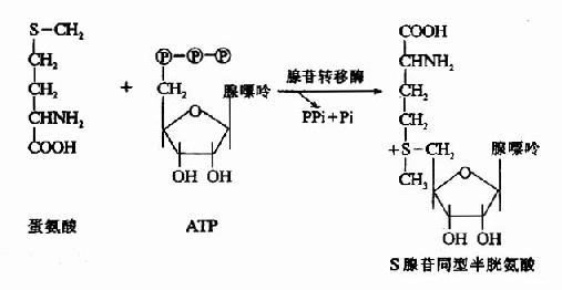 shengwuhuaxueyufenzishengwuxue318.jpg