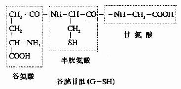 二、含硫氨基酸的代谢