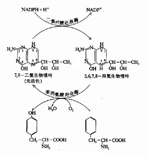 酪氨酸的生成