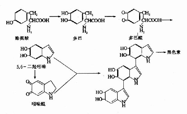 shengwuhuaxueyufenzishengwuxue330.jpg