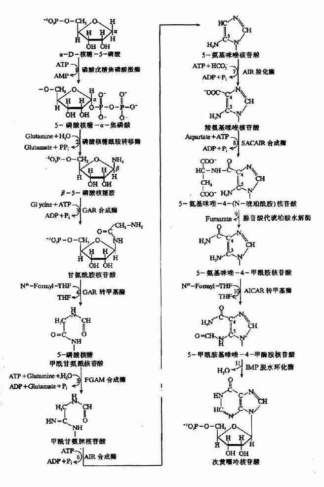 谷氨酰胺提供酰胺基取代prpp的焦磷酸基团,形成β-5-磷酸核糖胺(β-5