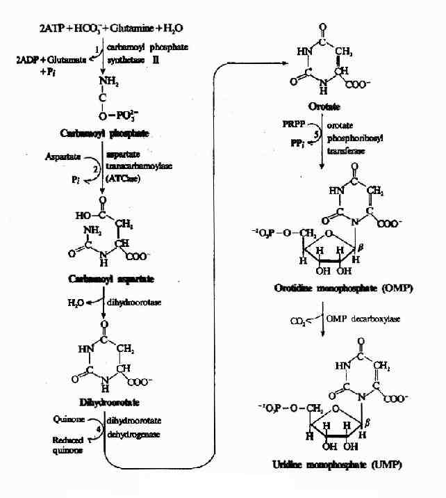 UMP的生物合成