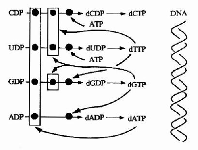 脱氧核苷酸合成调节网络