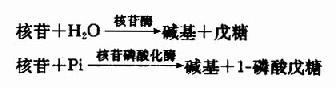 第五节　核苷酸的分解代谢