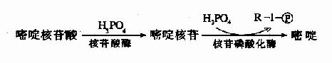 二、嘧啶核苷酸的分解代谢