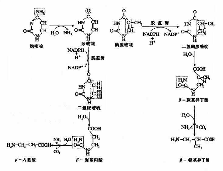 嘧啶核苷酸的分解代谢