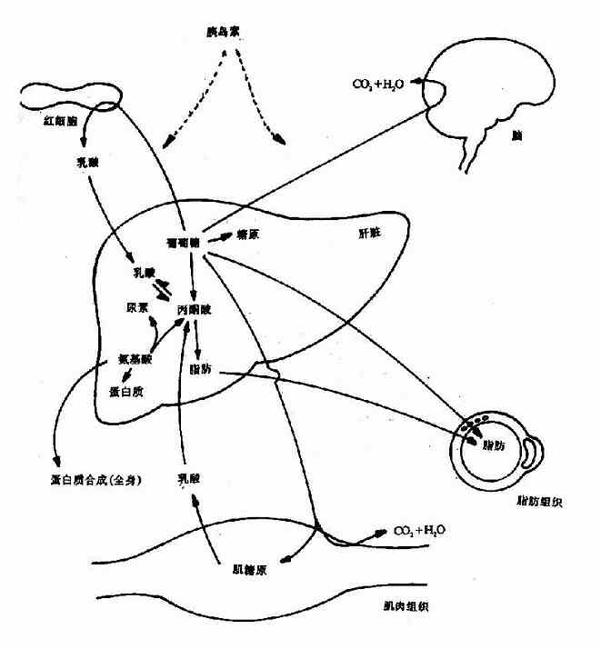 饱食情况下机体主要组织间代谢关系