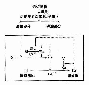 外源性凝血中凝血酶原激活物的生成及凝血酶生成(虚线示正反馈回路)