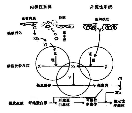 凝血全过程示意图