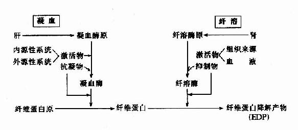 凝血与纤溶的比较