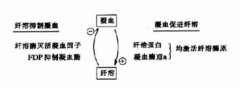 凝血与纤溶的相互关系