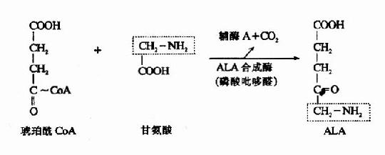 ala)的生成:在线粒体中,首先由甘氨酸和琥珀酰辅酶a在ala合成酶(ala