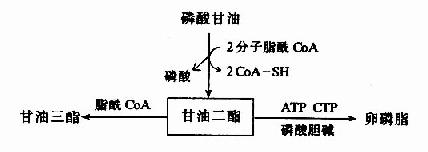 二、肝脏在脂类代谢中的作用