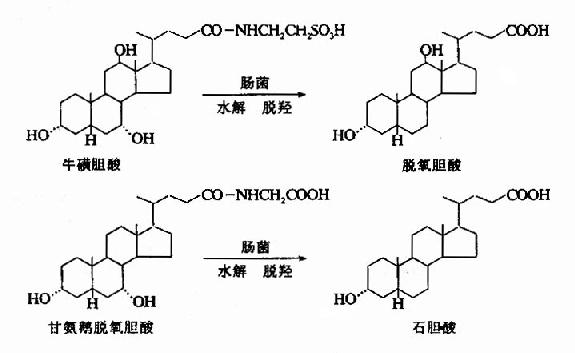 次级胆汁酸的生成