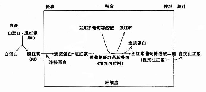 肝细胞内胆红素代谢示意图