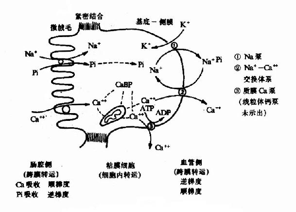 肠粘膜对钙和磷的吸收示意图