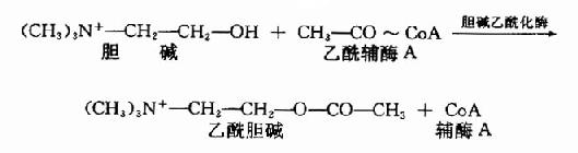 一、乙酰胆碱(Acetylcholine简写Ach)