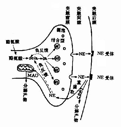 突触部位Ach的动态