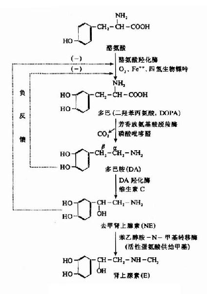 儿茶酚胺类的生物合成