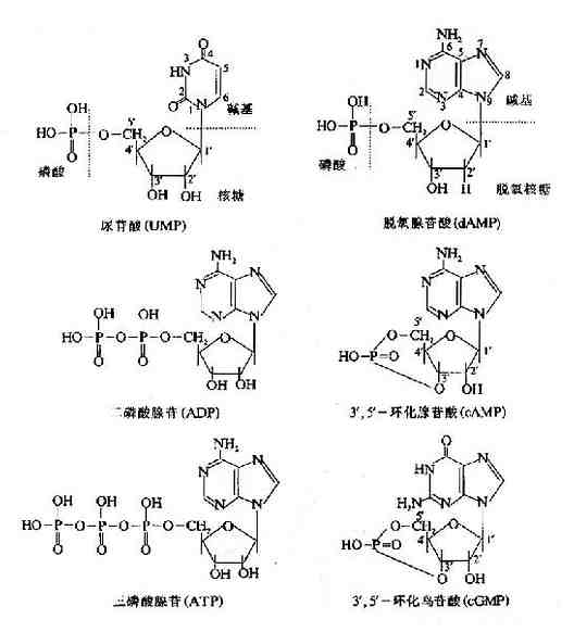 adenosineadenine脱氧腺苷酸(damp)脱氧腺苷deoxydenosine