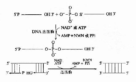 连接酶的催化反应