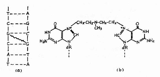 氮芥引起DNA分子两条链在鸟嘌呤上的交联