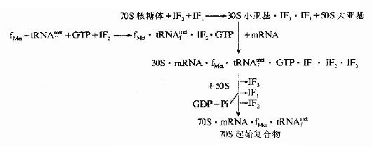 大肠杆菌起始复合物的形成