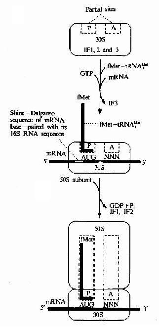 Initiationof translation im E.cole.The initiating tRNA,tRNAMetf,is represented by theblue line,the anticodon being the horizontal short line.The fMet-tRNAMetf isdelivered to the 30s subunit by IF2.NNN represents any codon (N for anynucleotie).Note.The ribosome also has an exit site not shown in thediagram.This site will be discussed later.