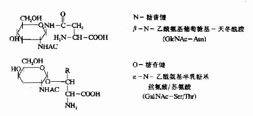 糖蛋白中常见的糖一肽连接键