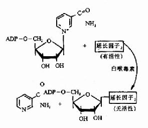 白喉毒素的作用