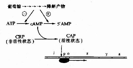 葡萄糖利用对乳糖操纵元的影响