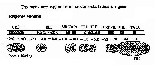 人金属硫蛋白基因的调控区
