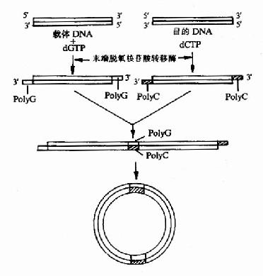 同聚物加尾连拉法