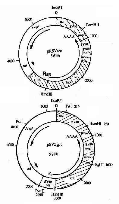真核表达载体pSV2-neo