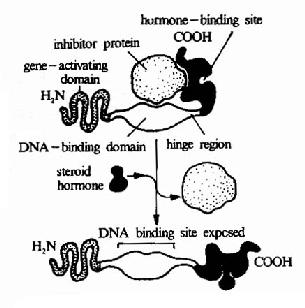 类固醇激素及其受体的作用机理示意图