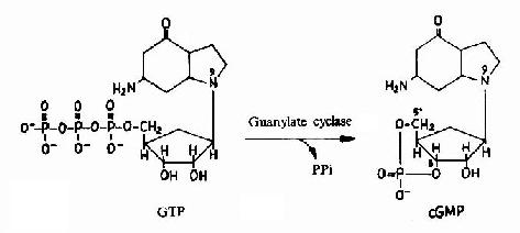 cGMP的生成