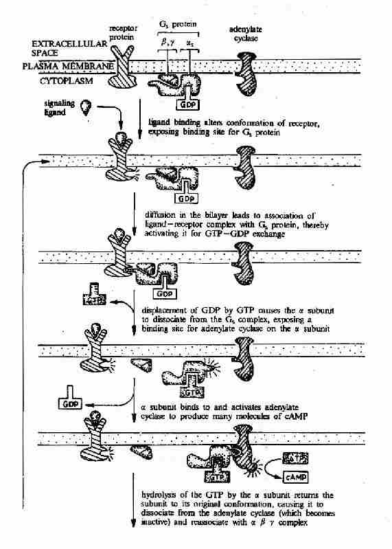 G蛋白偶联型受体－G蛋白－腺苷酸环化酶信号转导途径示意图