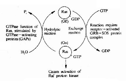 gtp和gdp医学_医学gdp是什么意思(3)