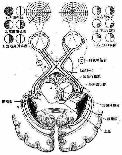 视觉通路